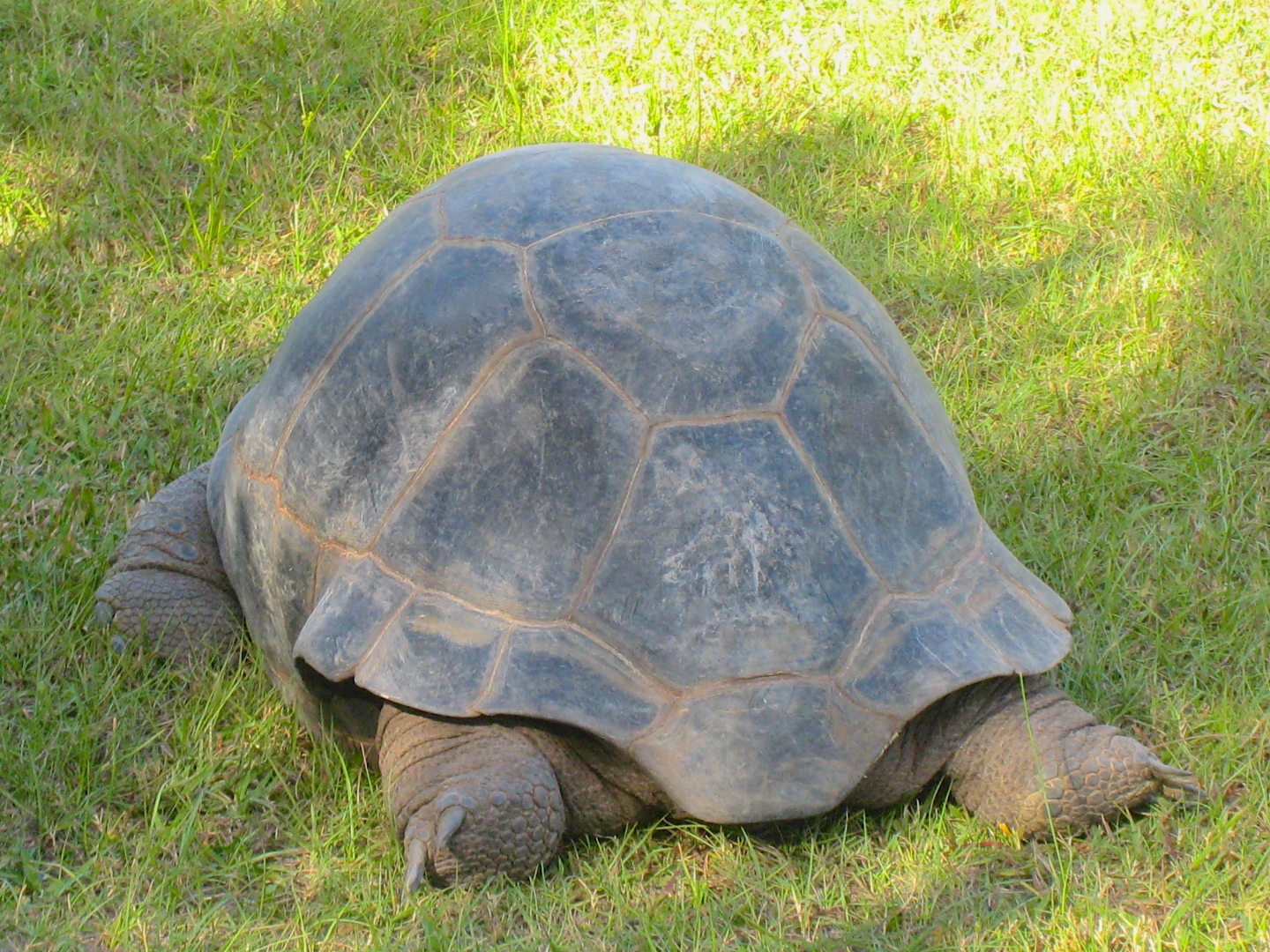 ALDABRA BREEDER