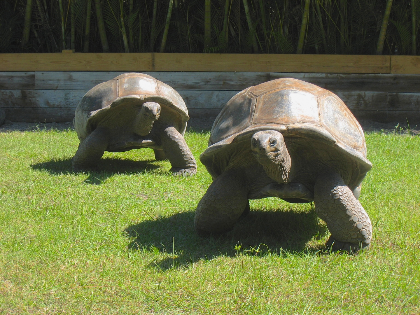 ALDABRA BREEDER