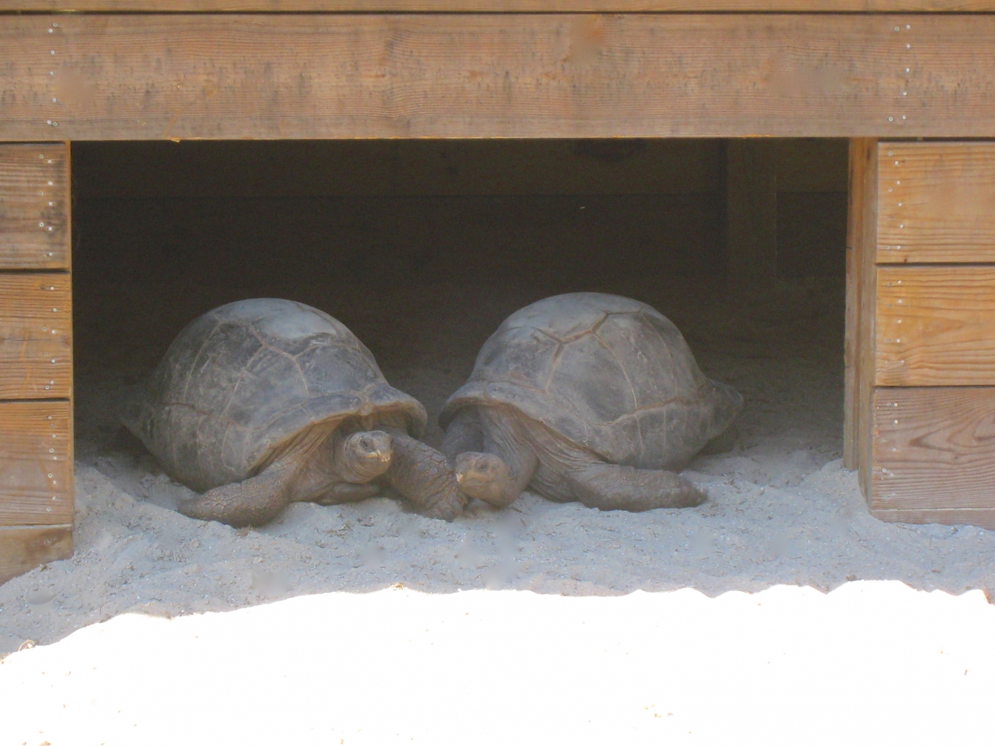 ALDABRA BREEDER
