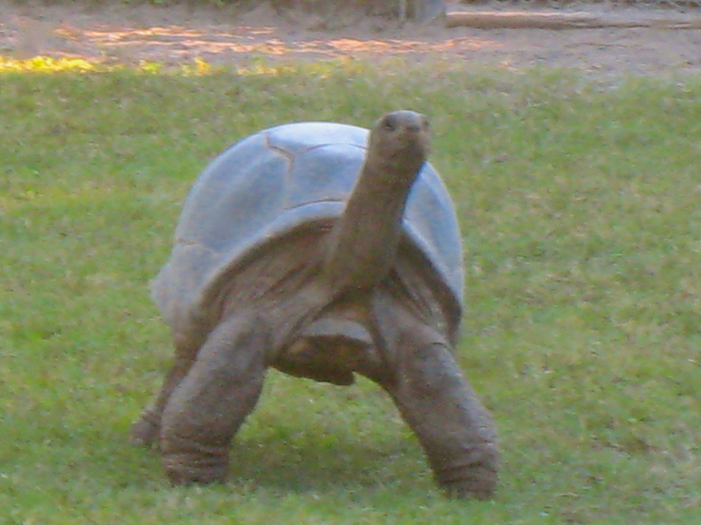 ALDABRA BREEDER