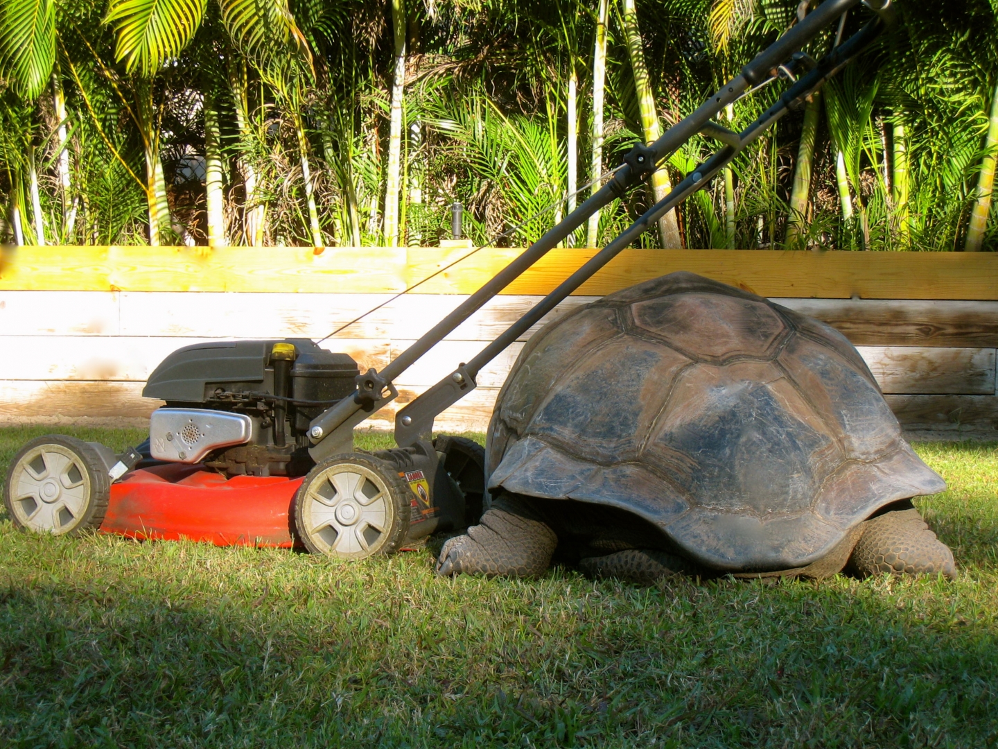 ALDABRA BREEDER