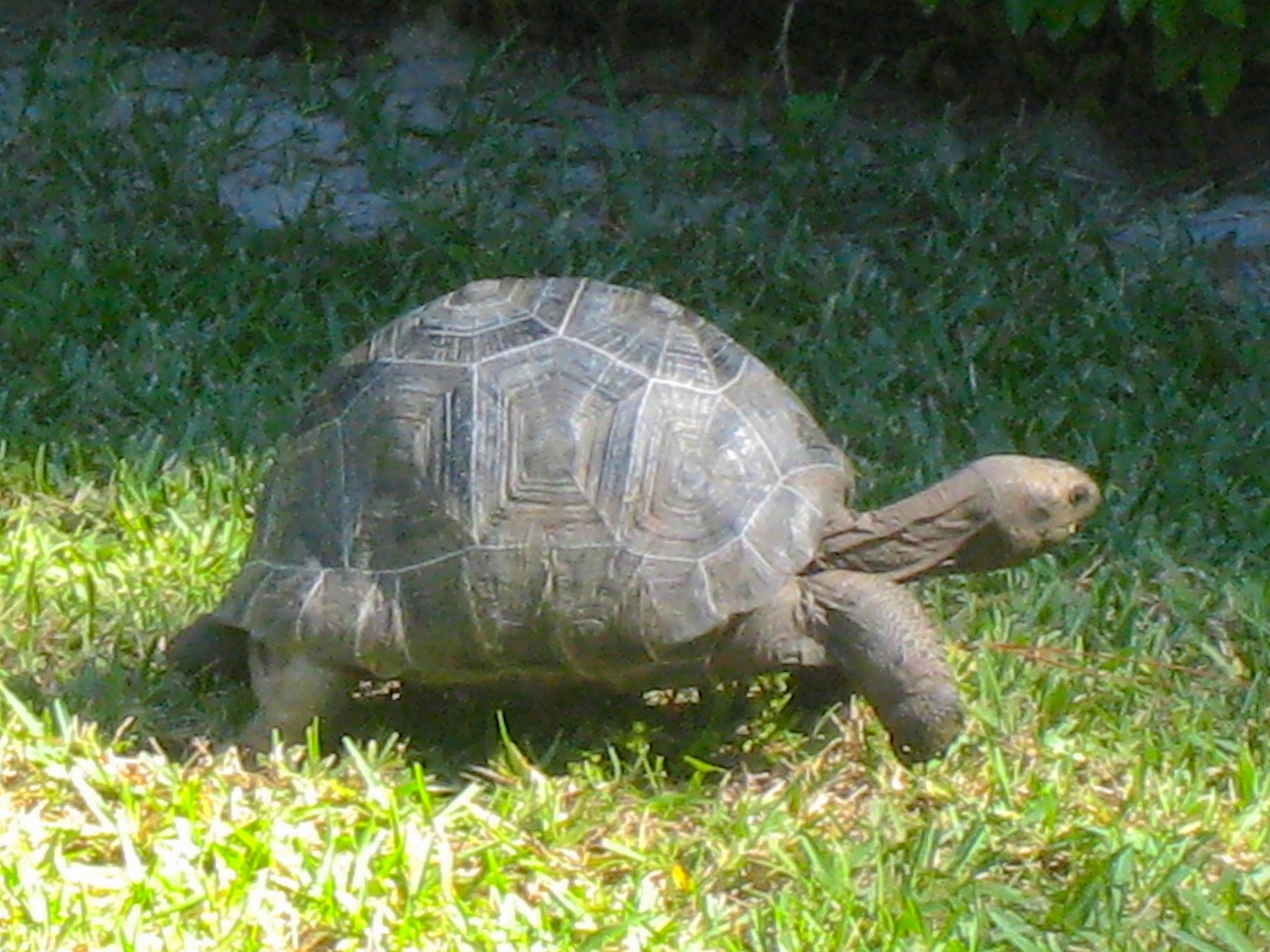 ALDABRA BREEDER
