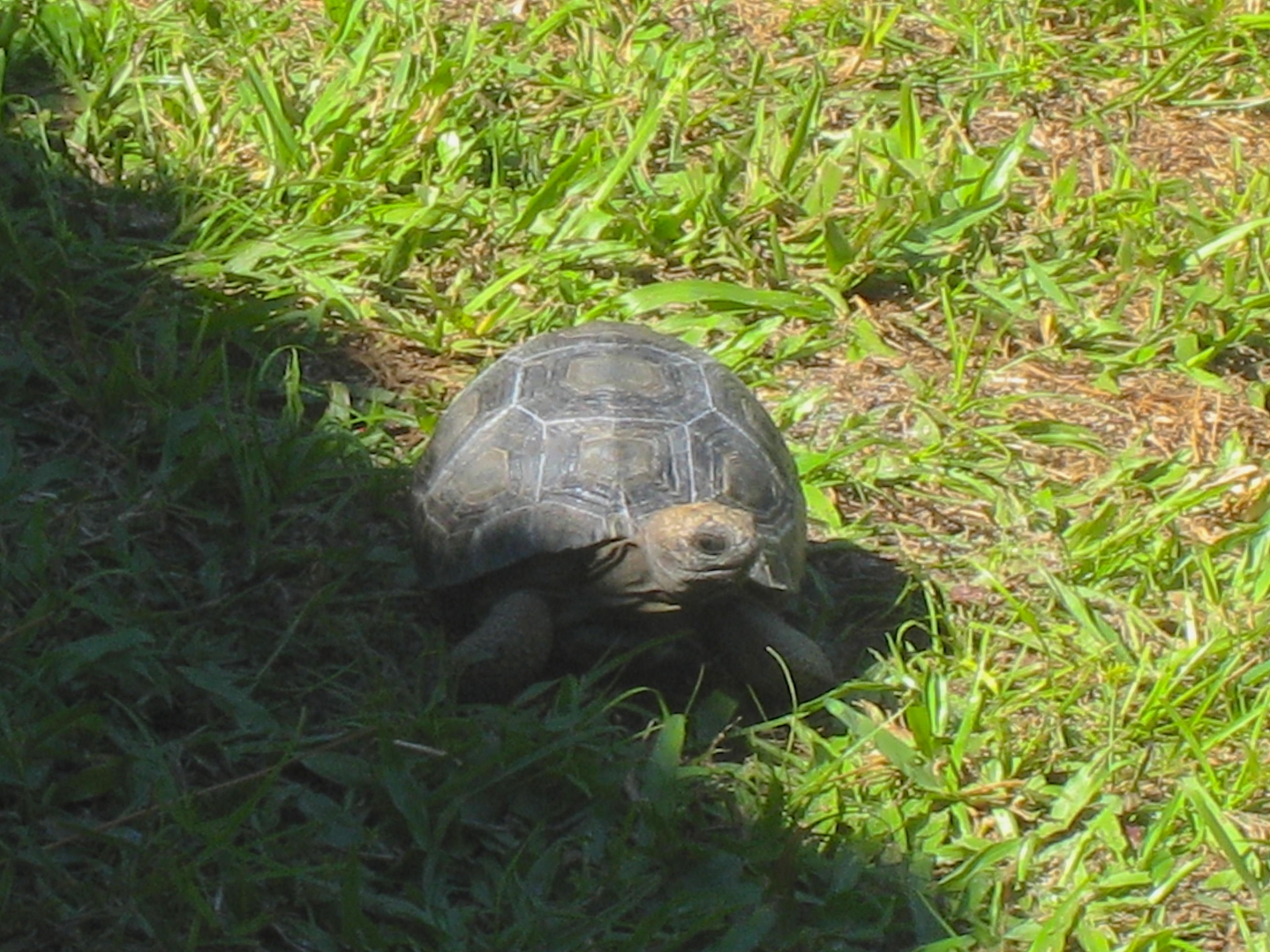 ALDABRA BREEDER