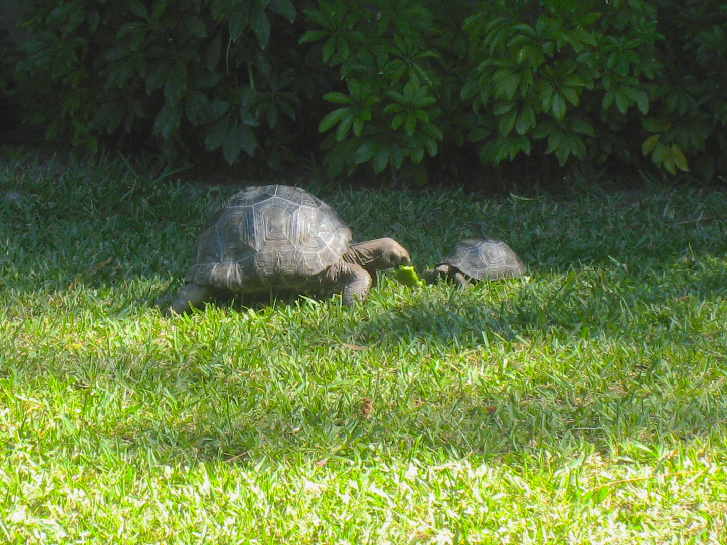 ALDABRA BREEDER