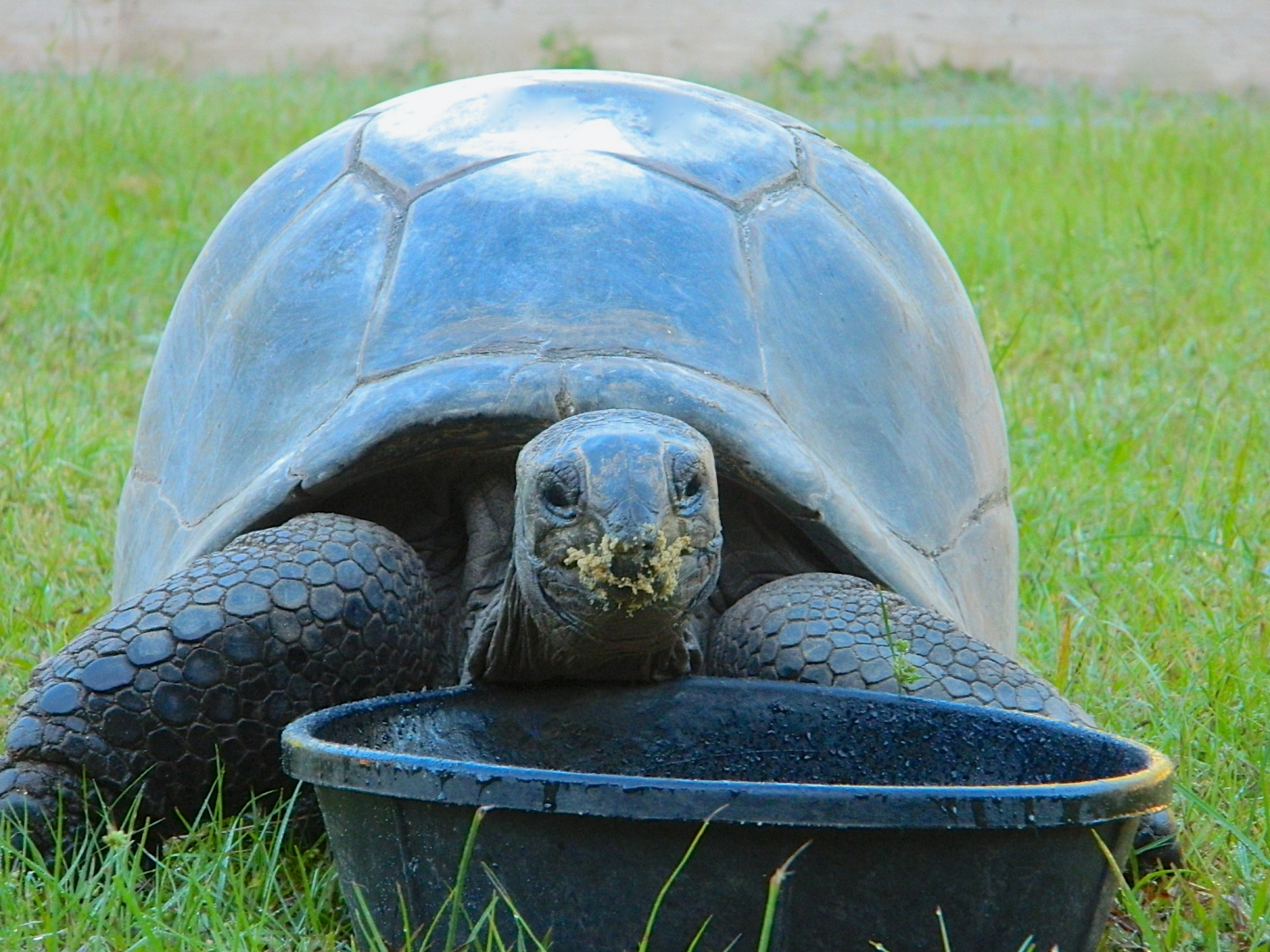ALDABRA BREEDER