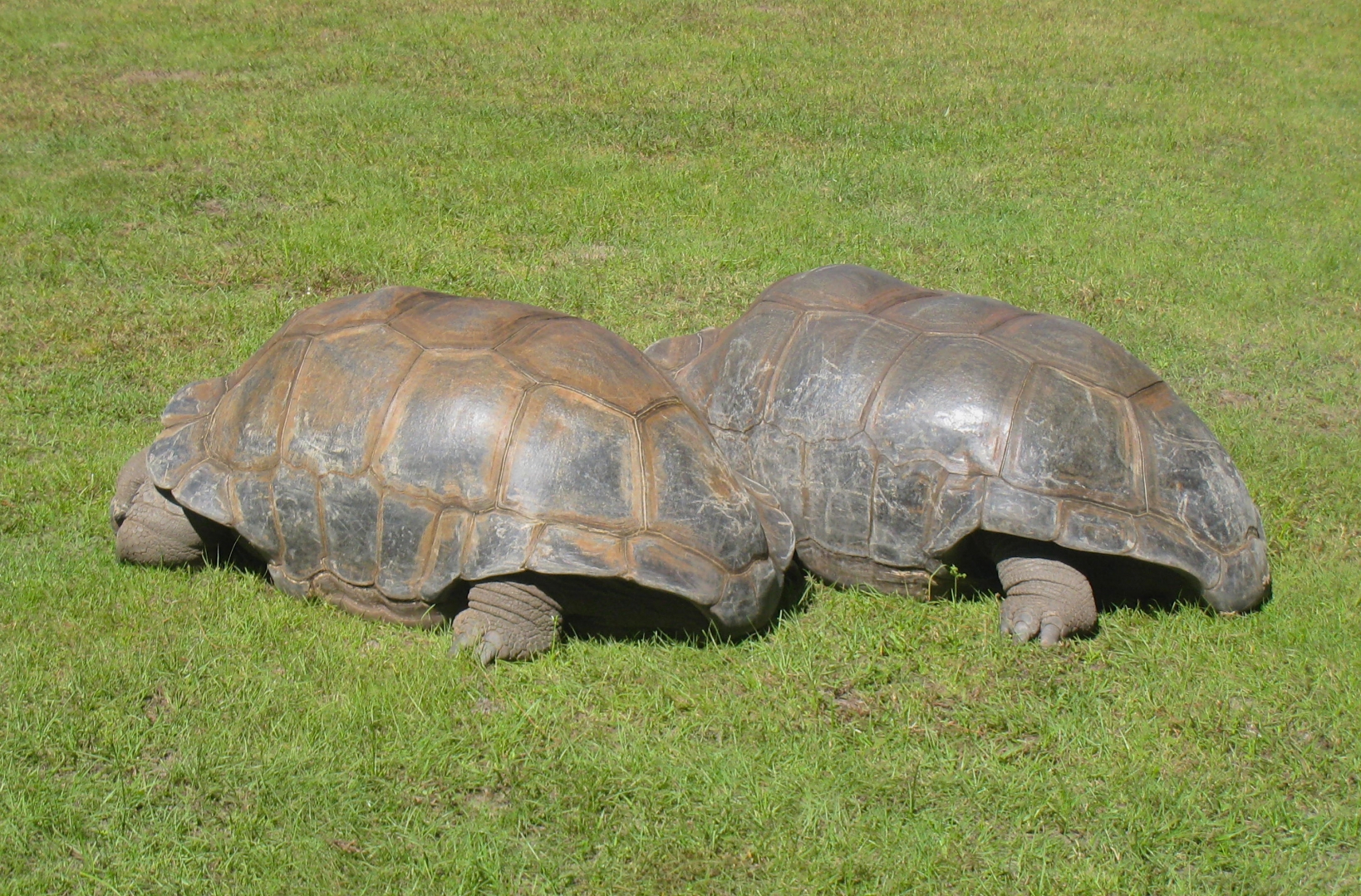 ALDABRA BREEDER