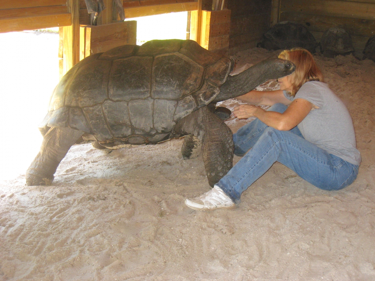 ALDABRA BREEDER