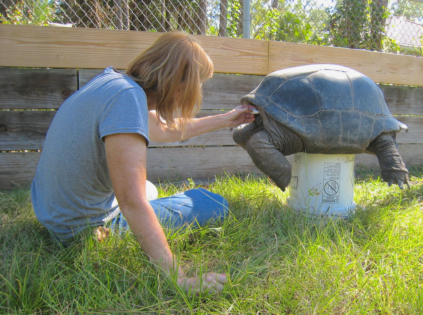 ALDABRA BREEDER