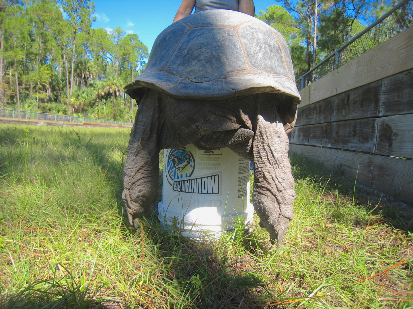 ALDABRA BREEDER