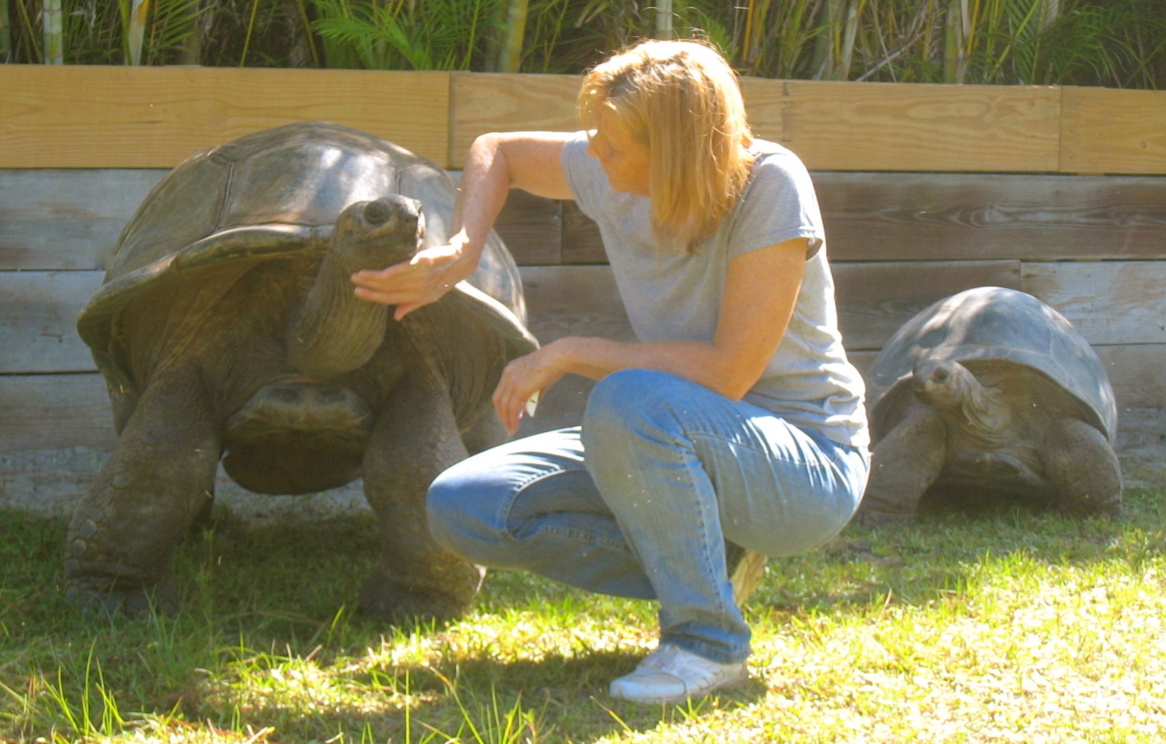 ALDABRA BREEDER