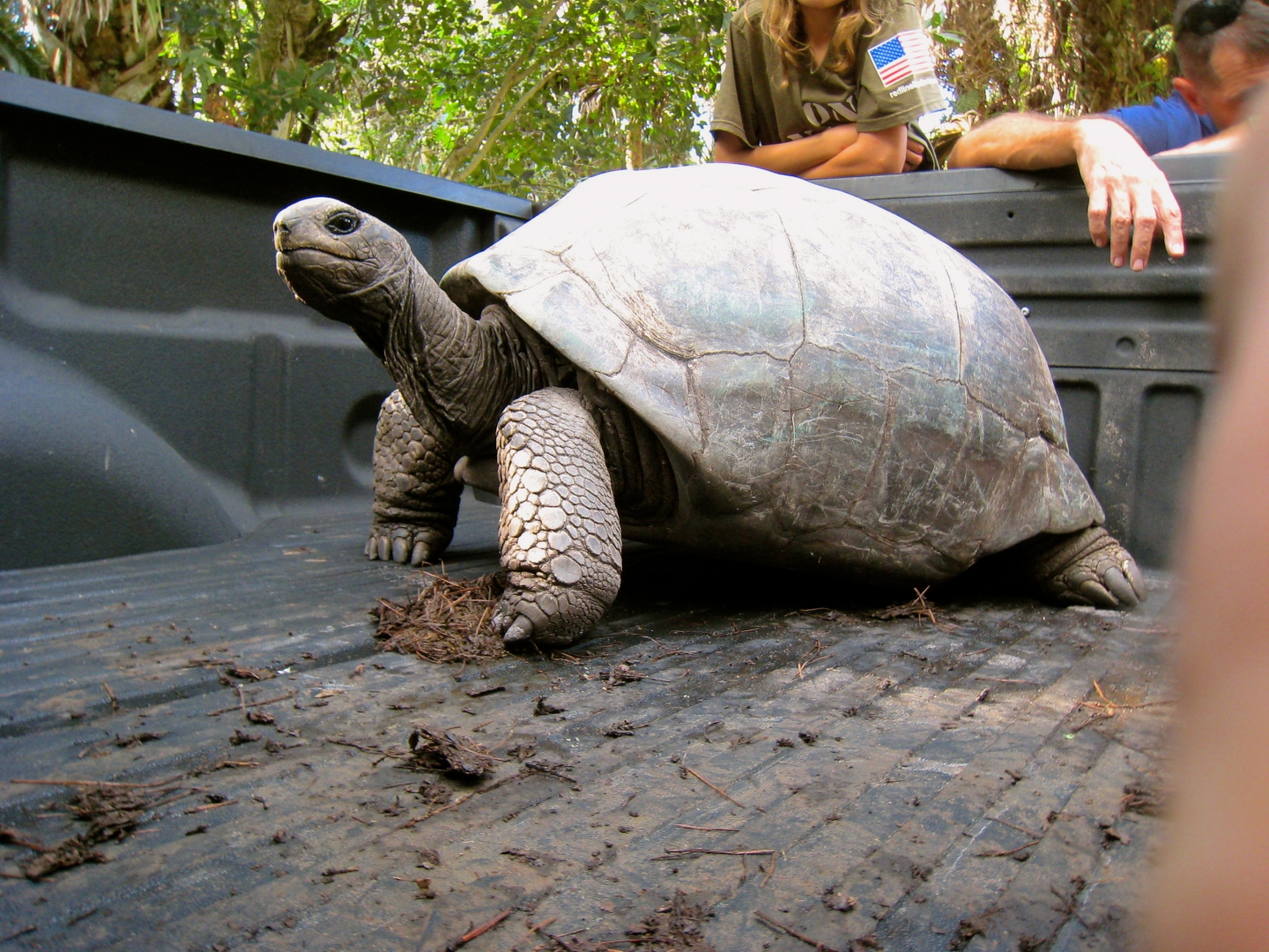 ALDABRA BREEDER