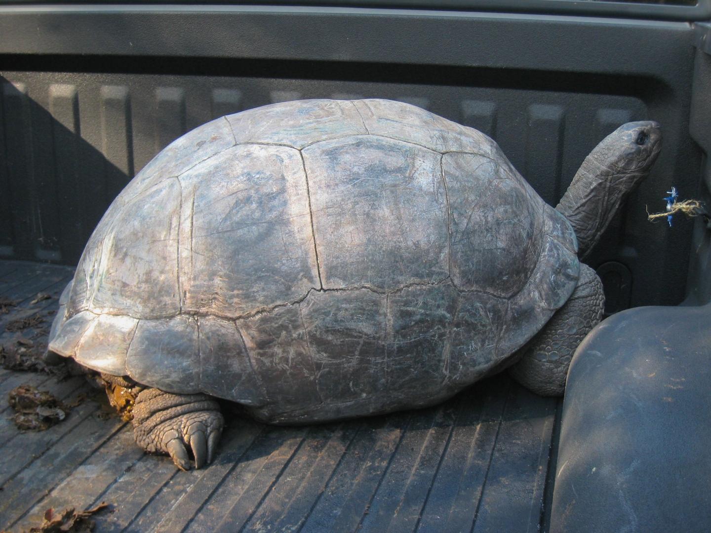 ALDABRA BREEDER