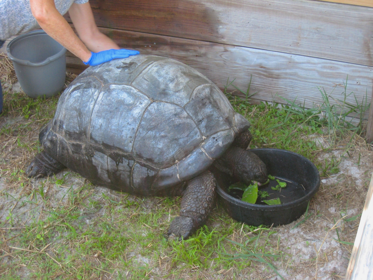 ALDABRA BREEDER