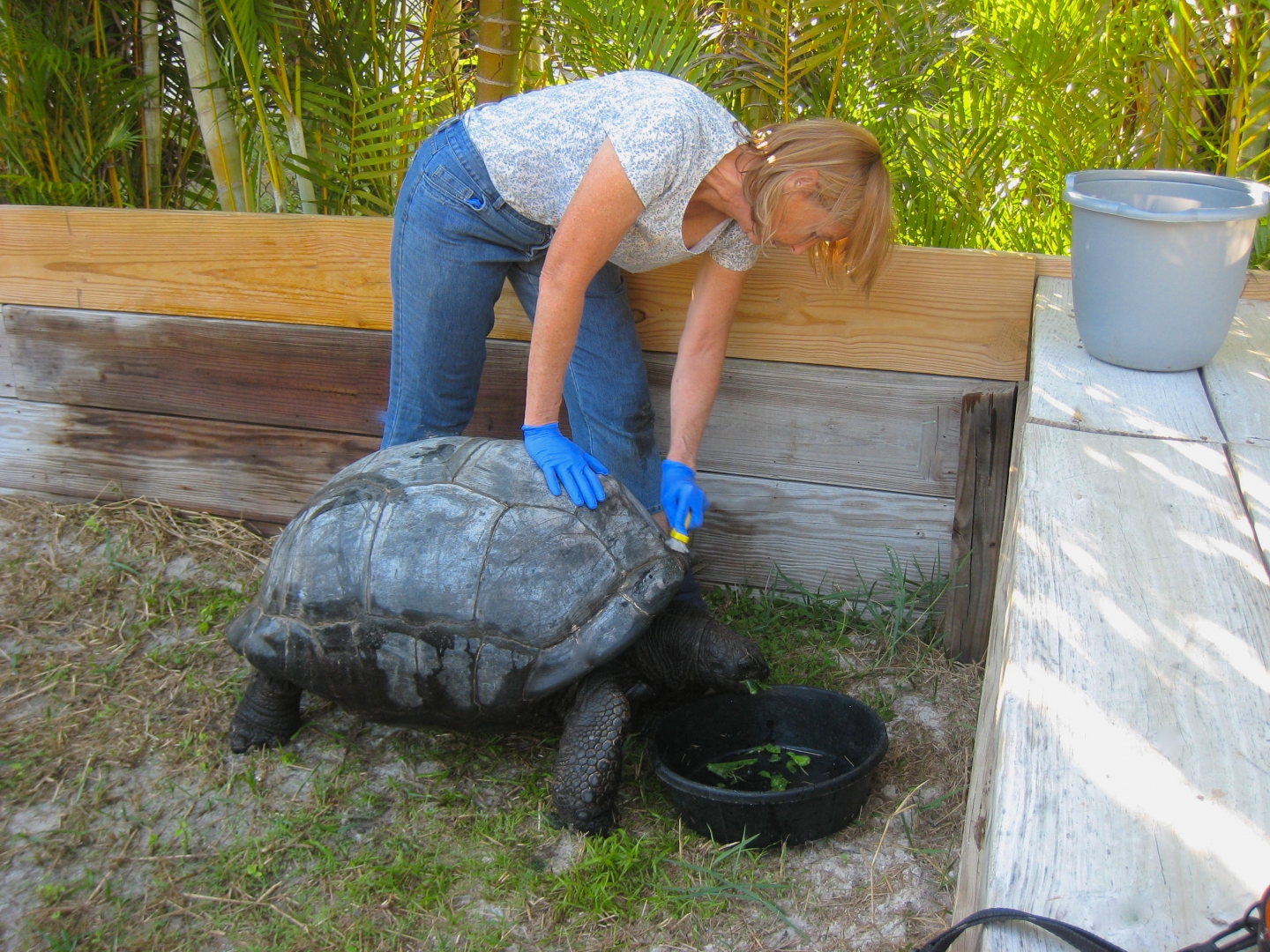ALDABRA BREEDER