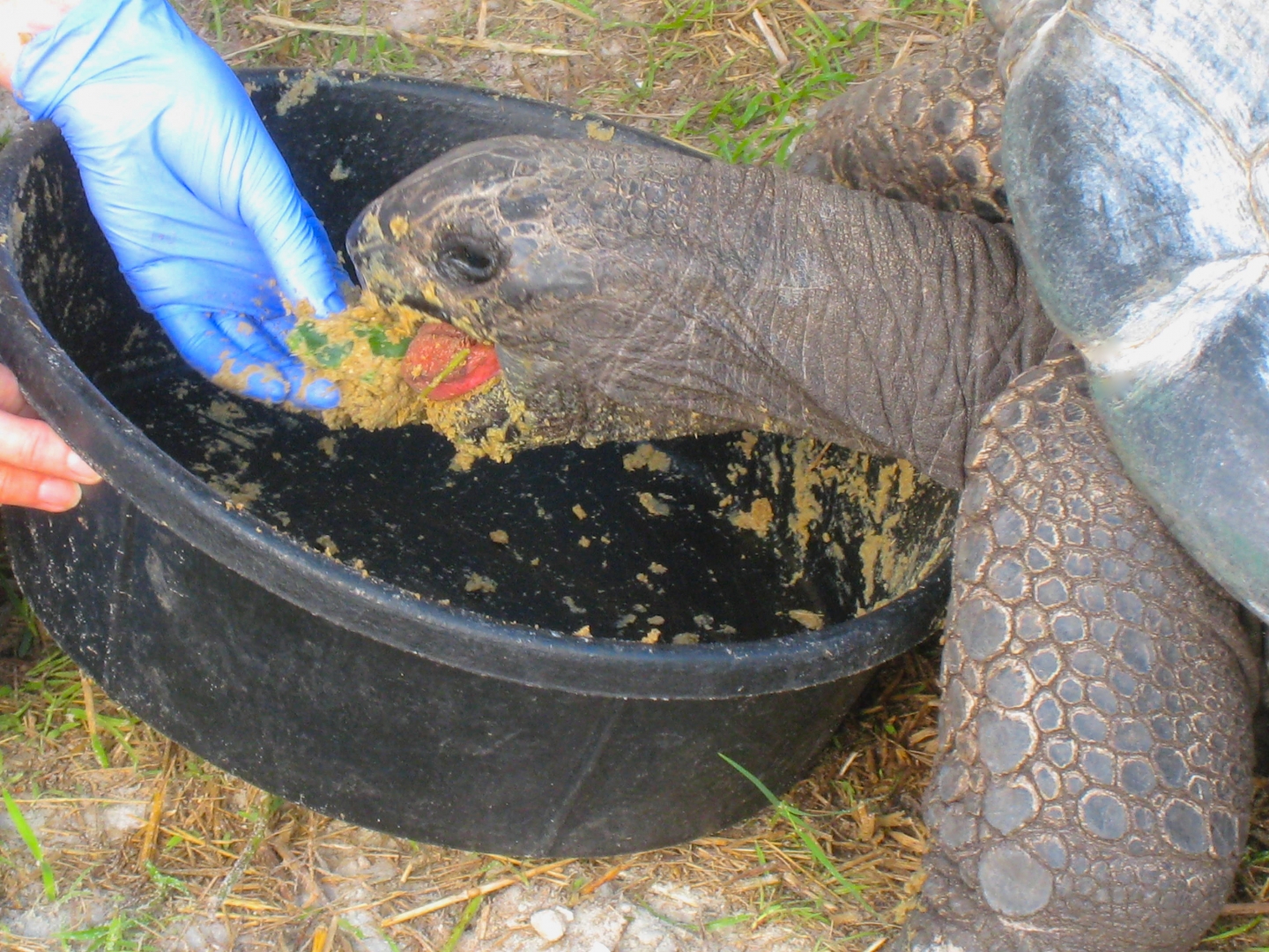 ALDABRA BREEDER