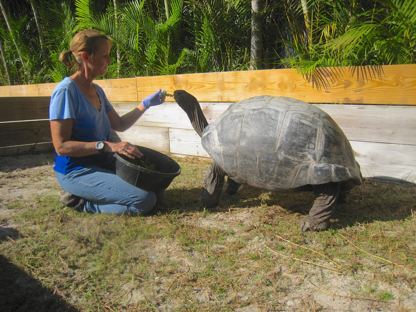 ALDABRA BREEDER