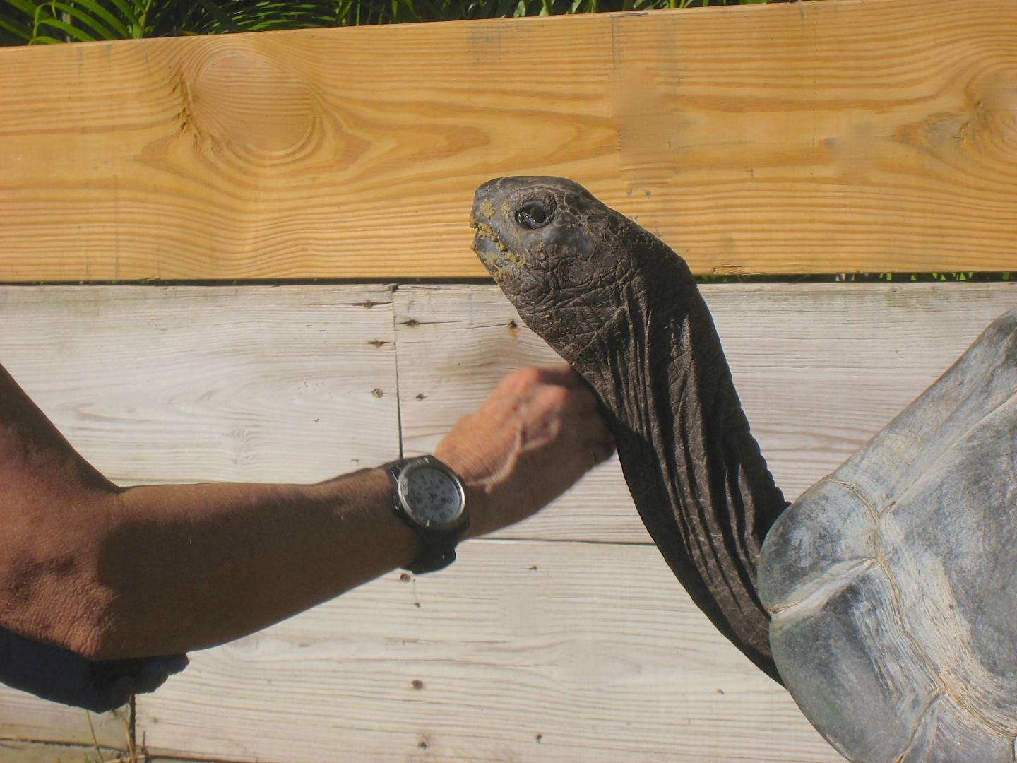 ALDABRA BREEDER