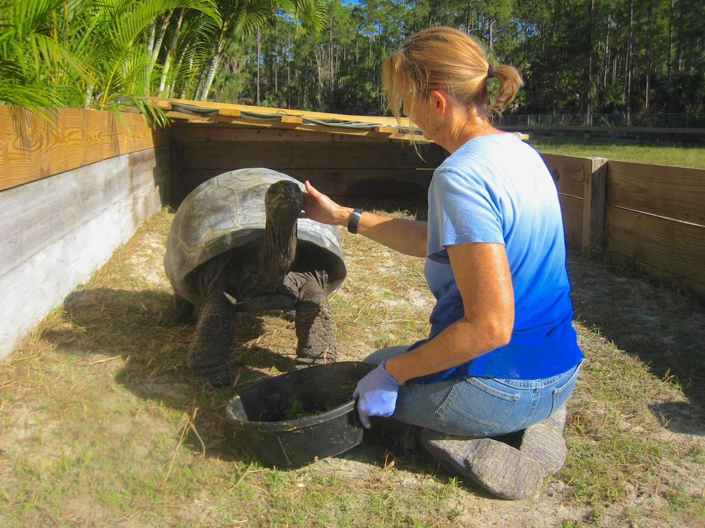 ALDABRA BREEDER