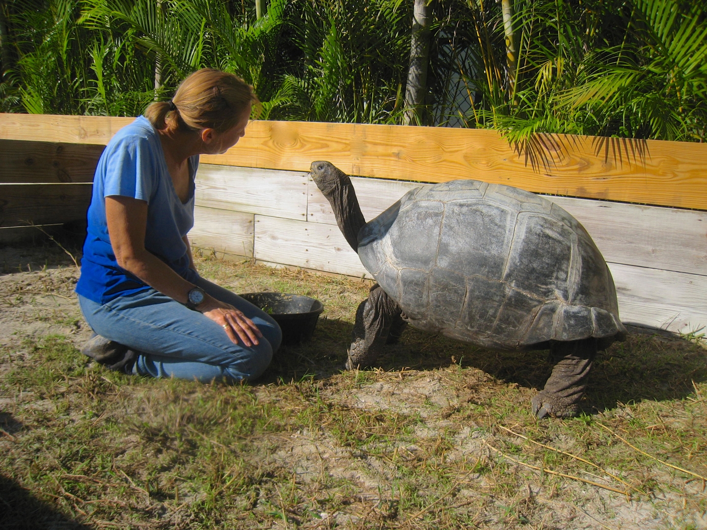 ALDABRA BREEDER