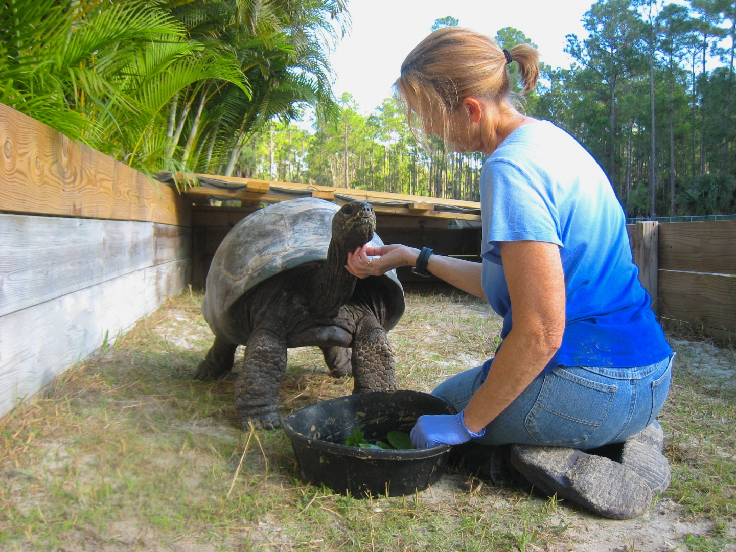 ALDABRA BREEDER