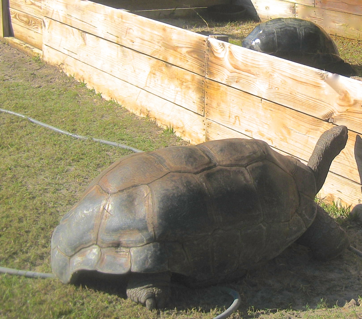 ALDABRA BREEDER
