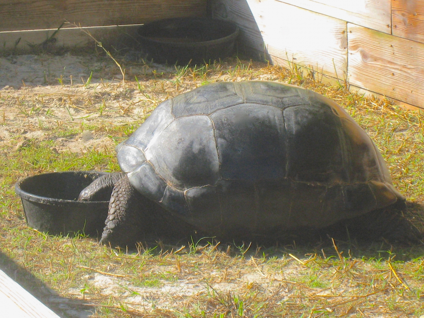 ALDABRA BREEDER