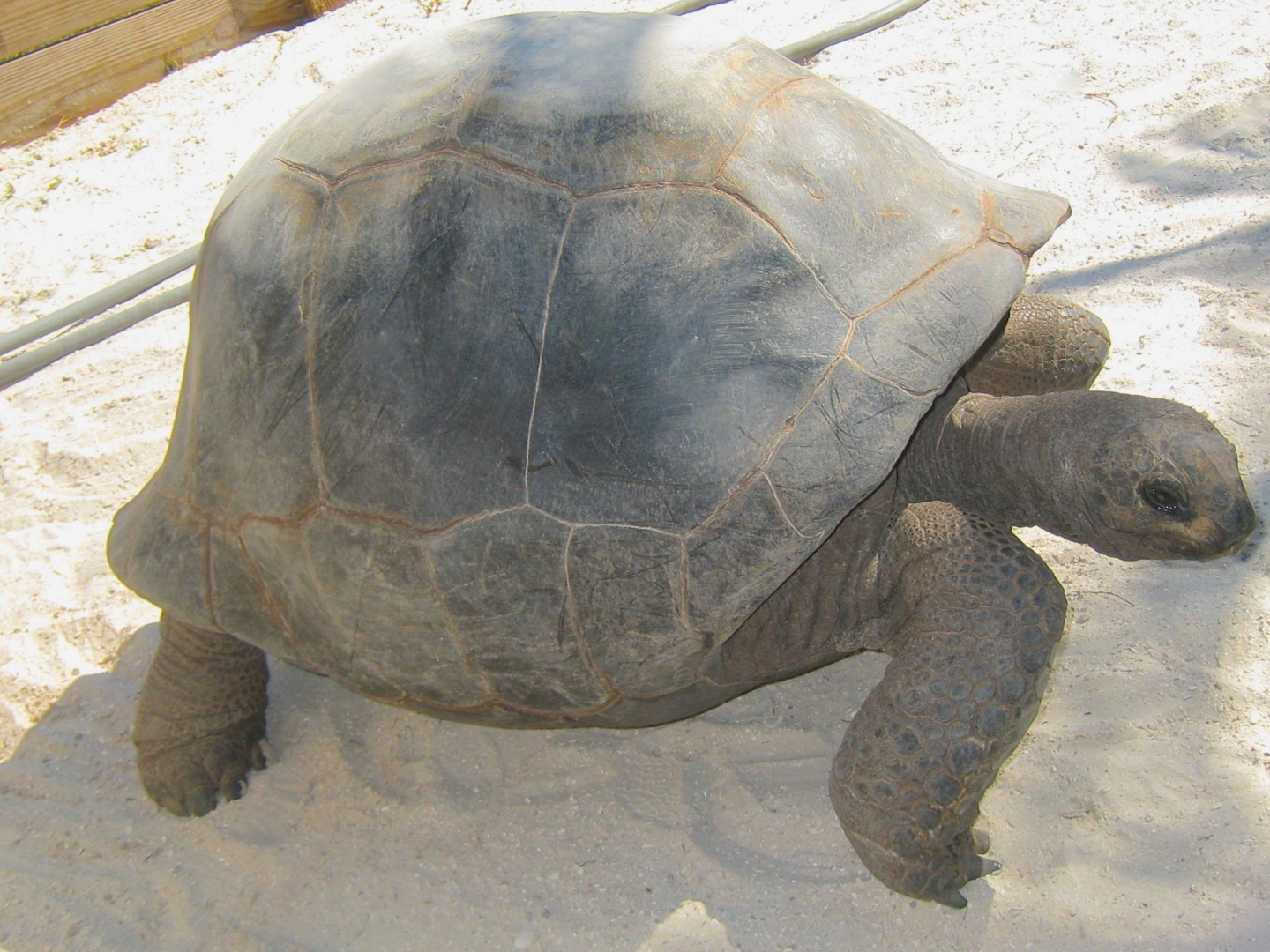 ALDABRA BREEDER