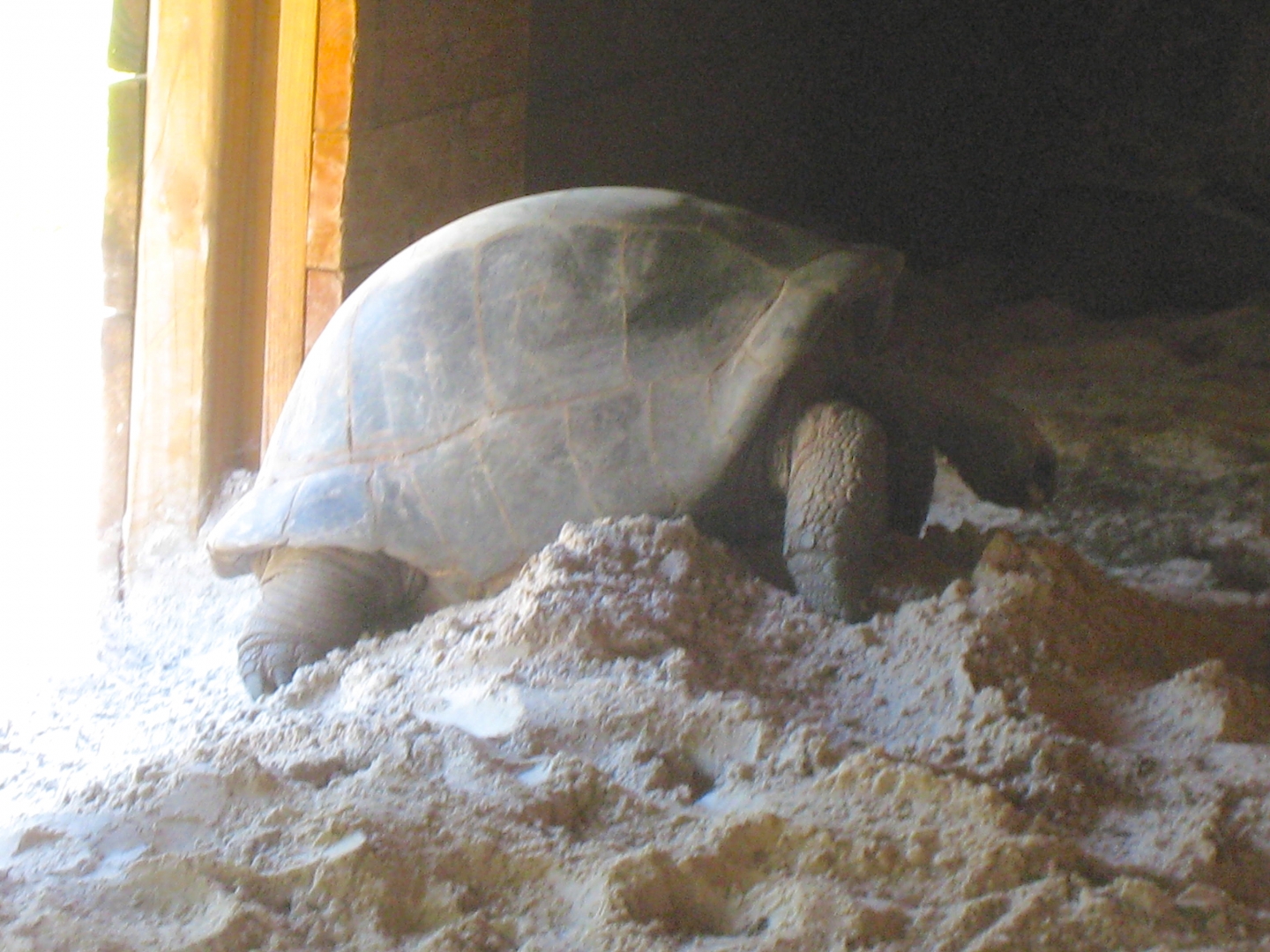 ALDABRA BREEDER