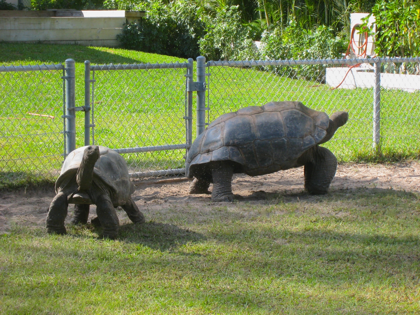 ALDABRA BREEDER