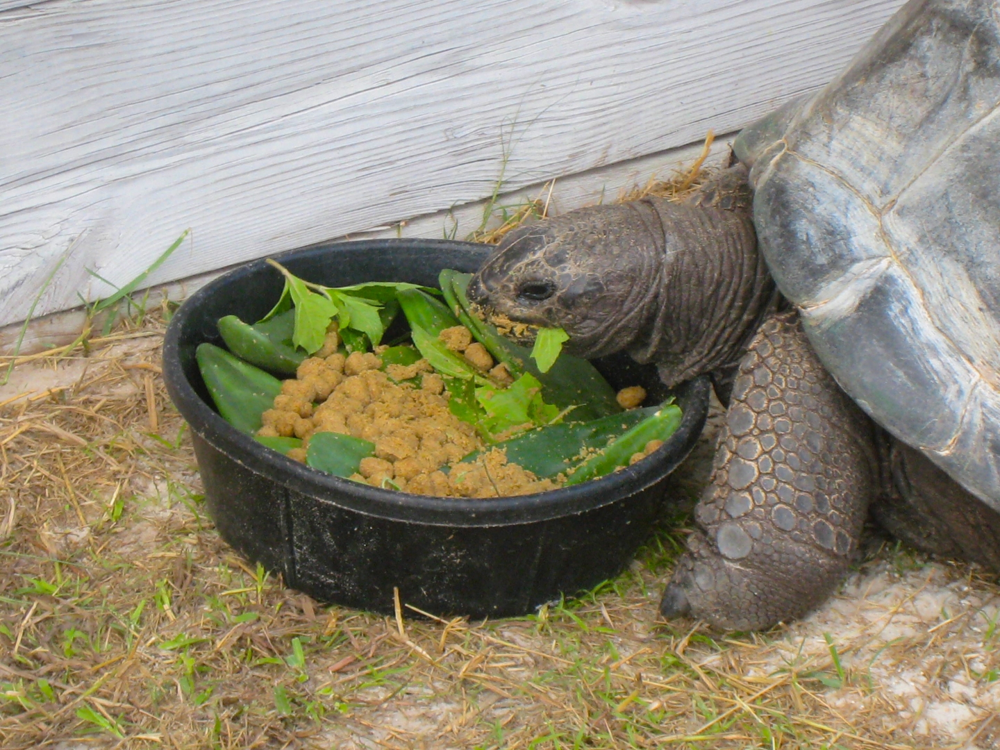 ALDABRA BREEDER