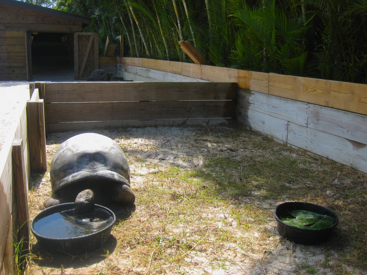 ALDABRA BREEDER