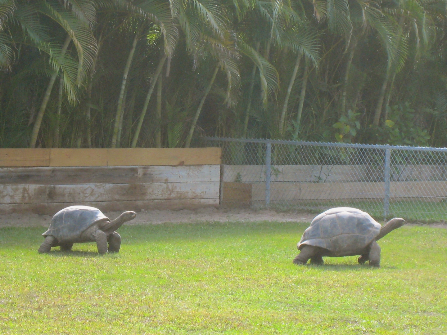ALDABRA BREEDER