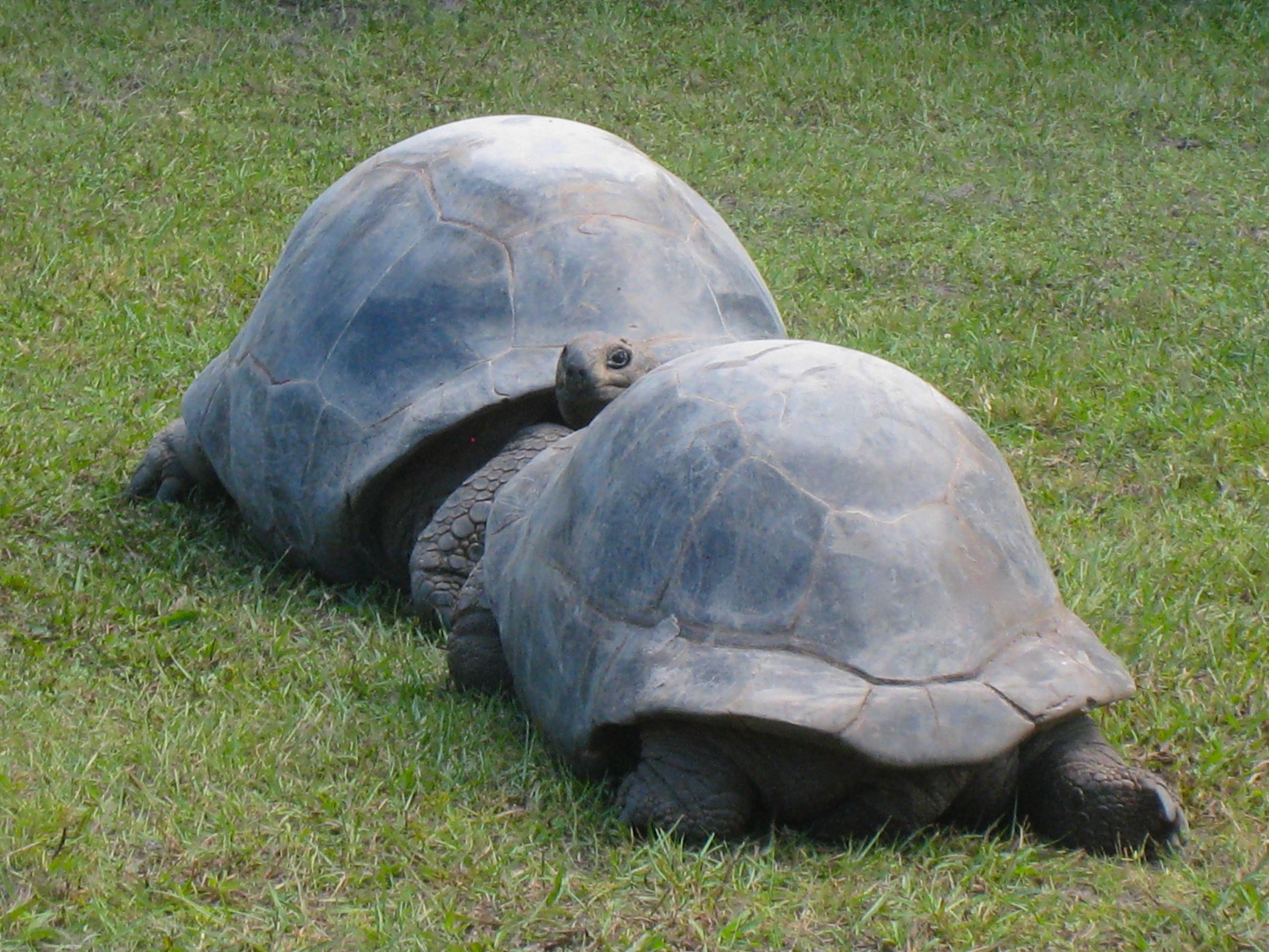 ALDABRA BREEDER