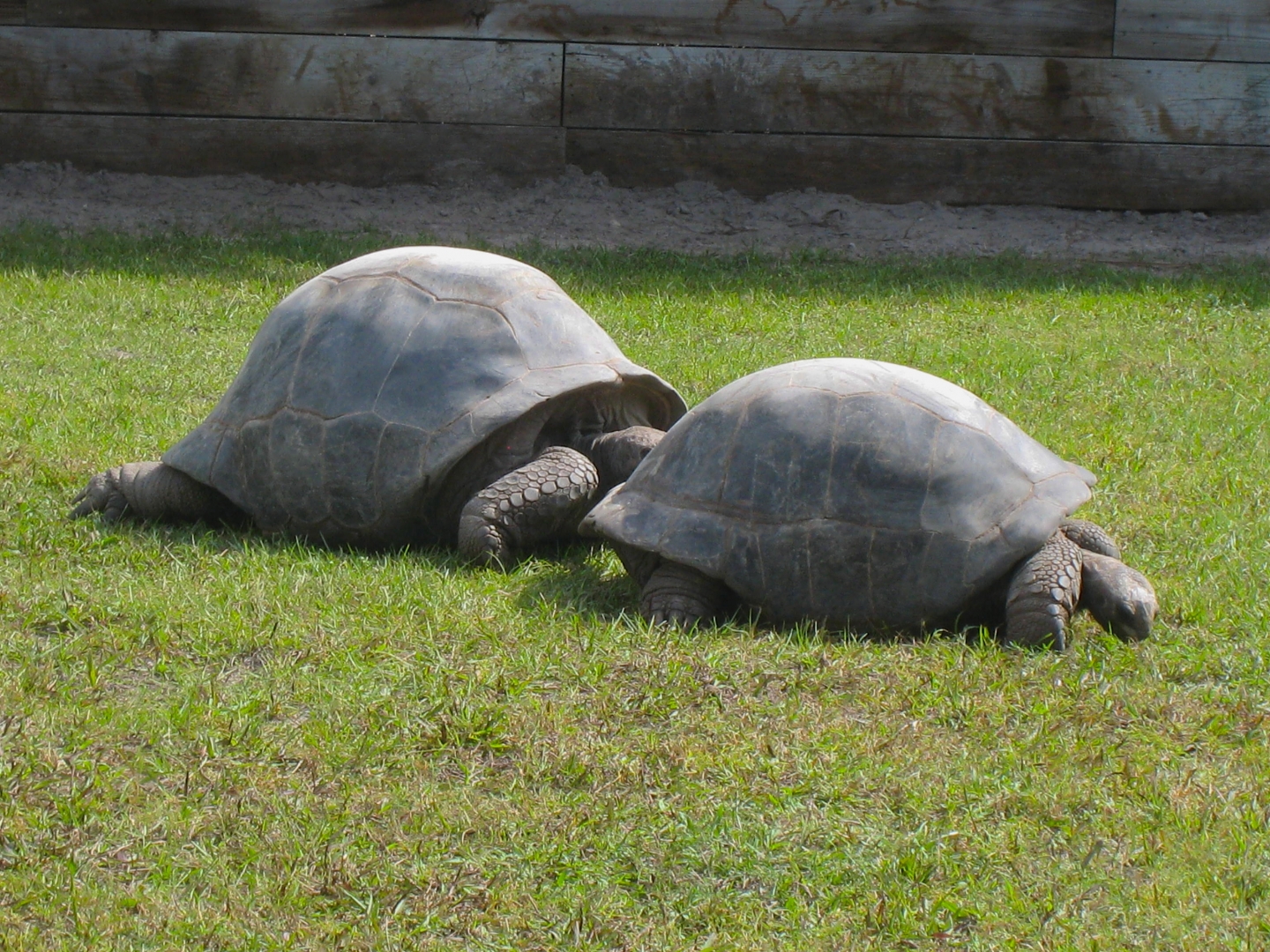 ALDABRA BREEDER