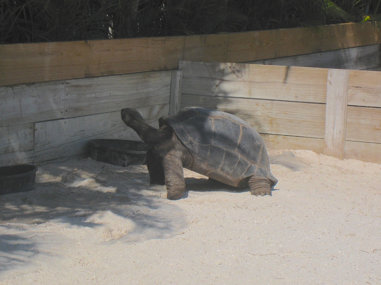 ALDABRA BREEDER