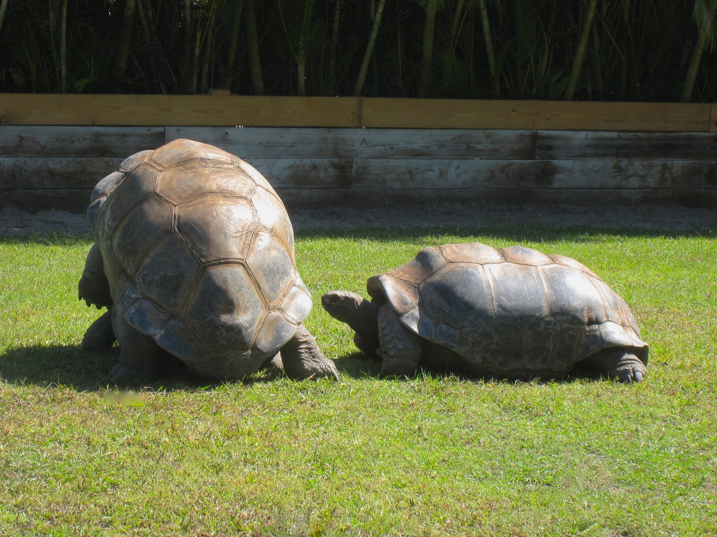 ALDABRA BREEDER