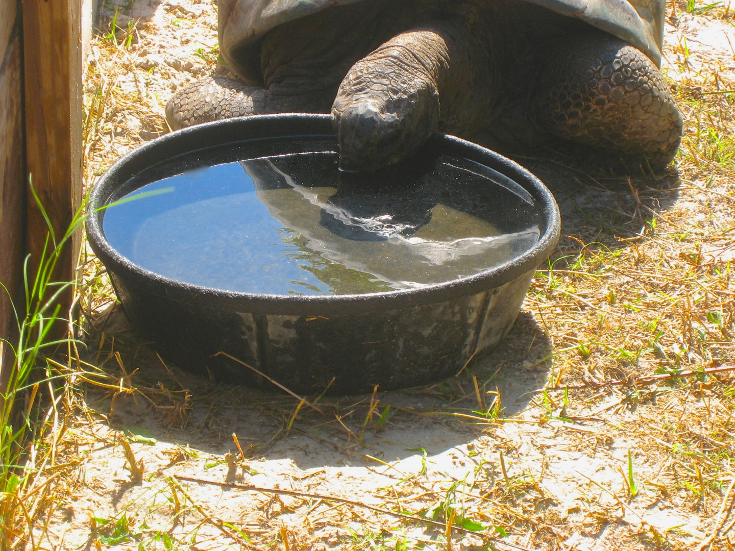 ALDABRA BREEDER