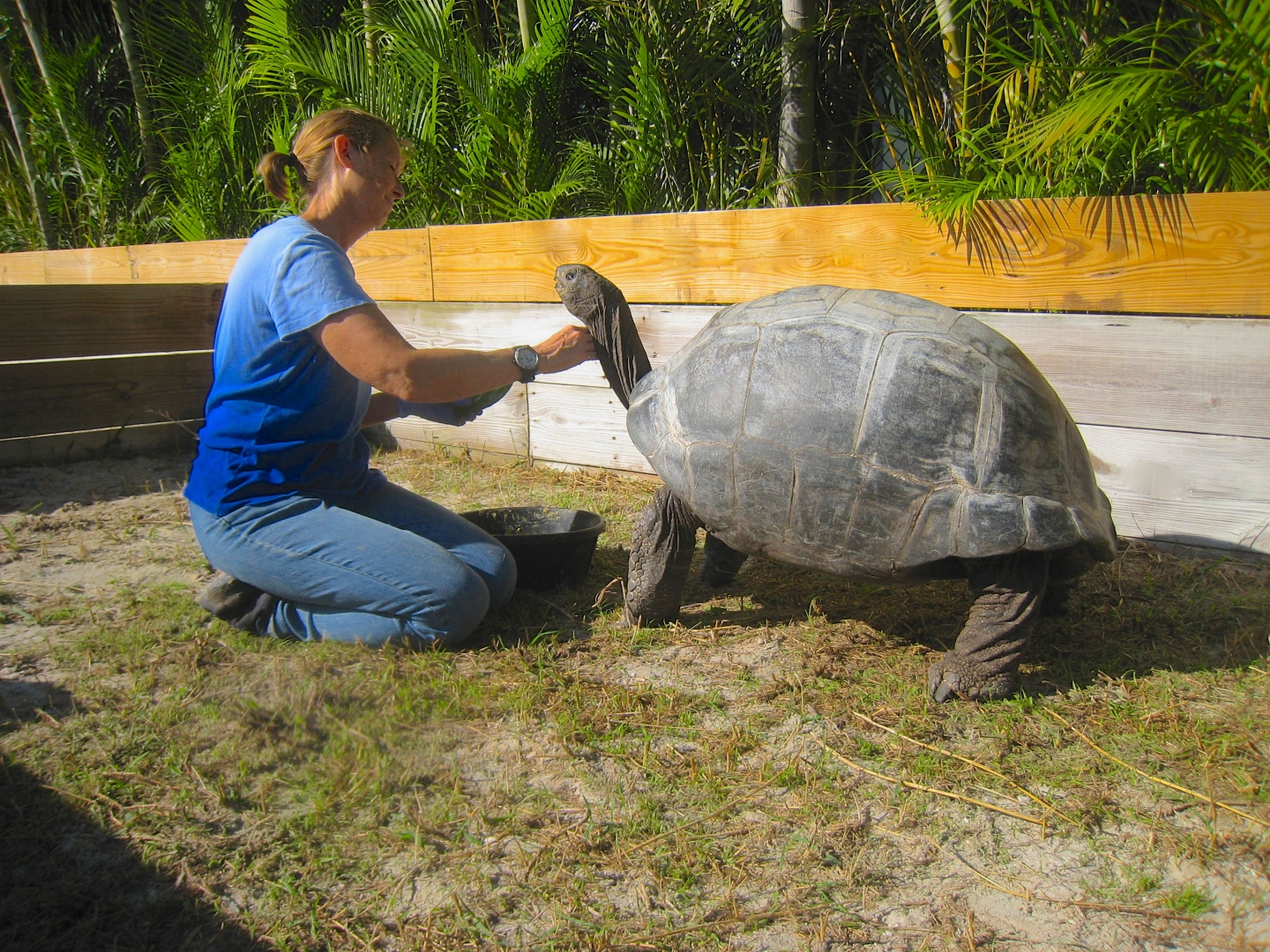 ALDABRA BREEDER