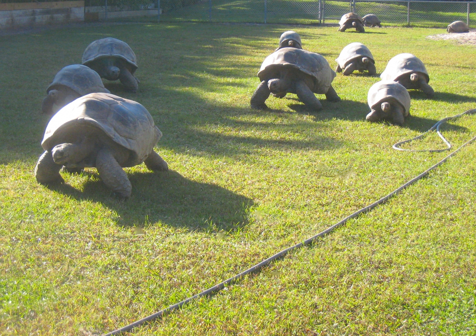 ALDABRA BREEDER