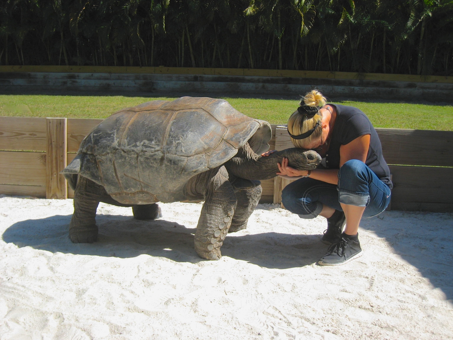ALDABRA BREEDER