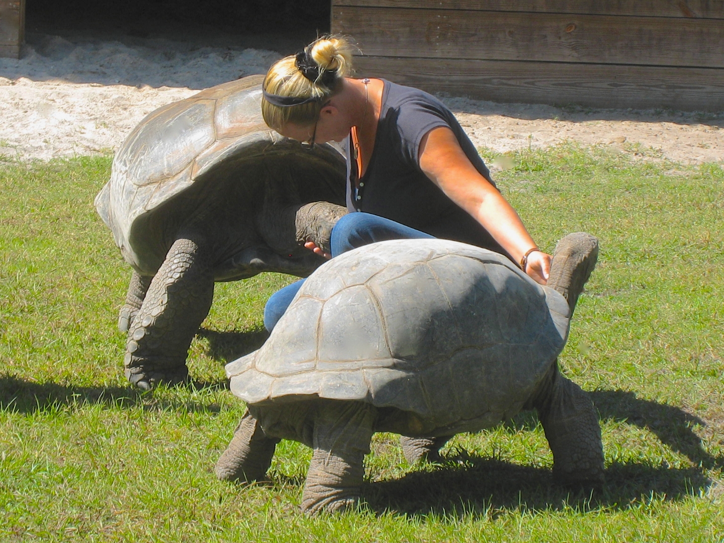 ALDABRA BREEDER