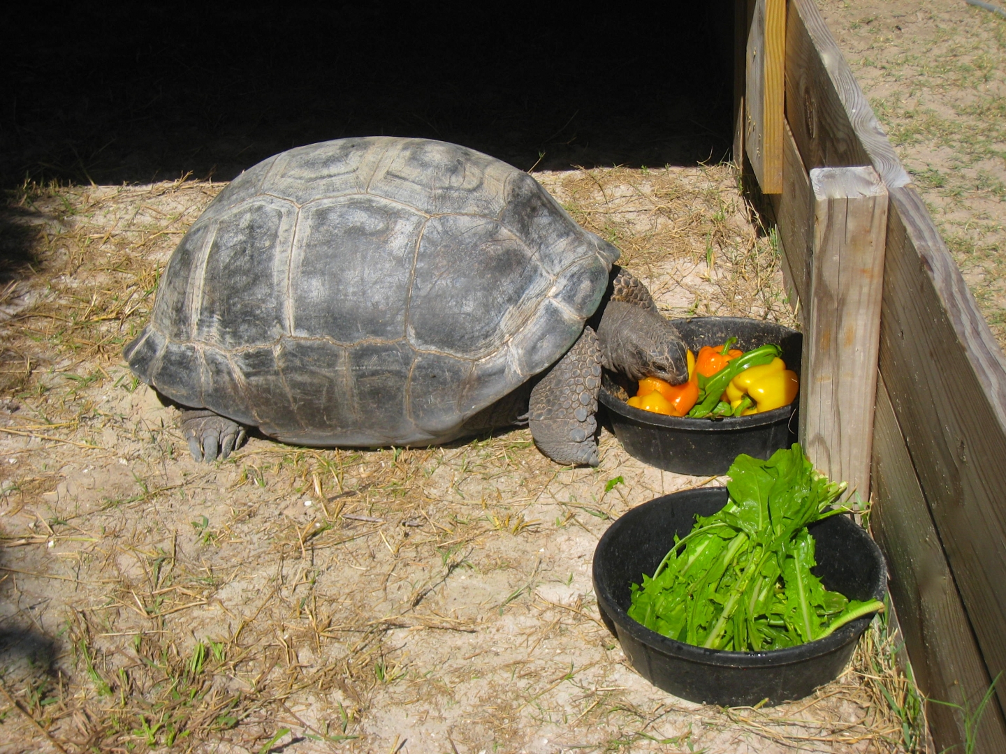 ALDABRA BREEDER