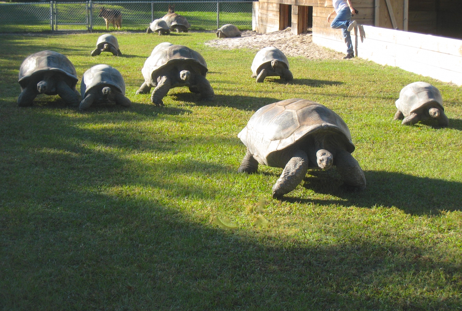 ALDABRA BREEDER