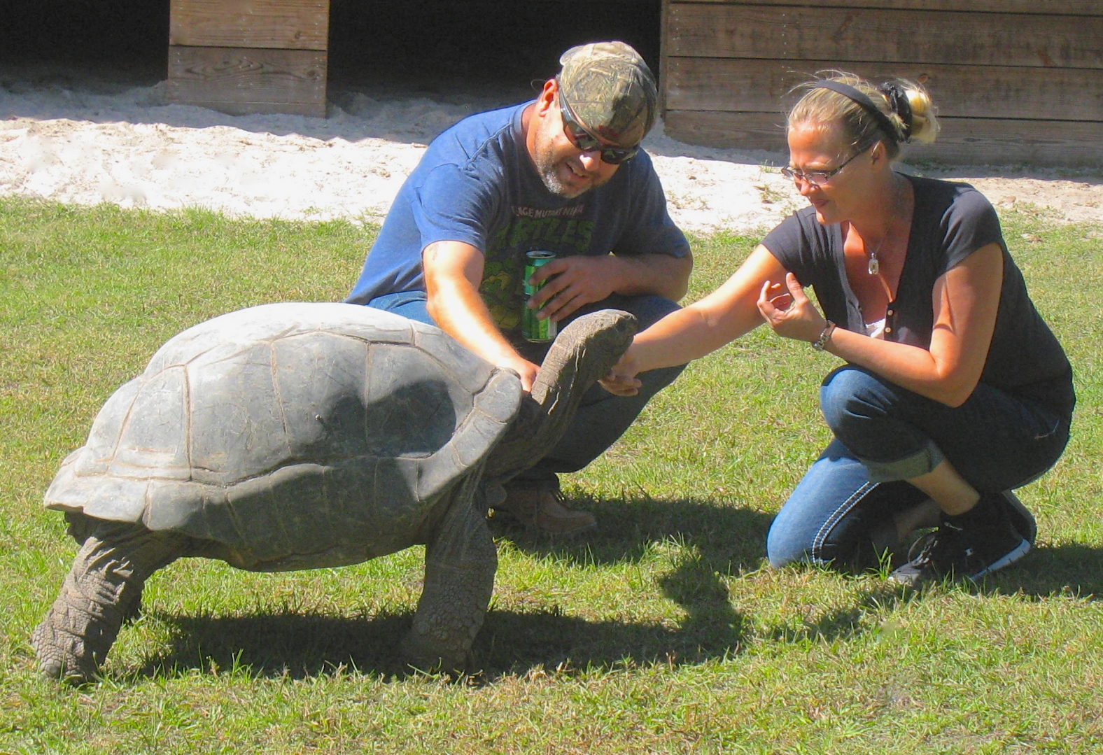 ALDABRA BREEDER
