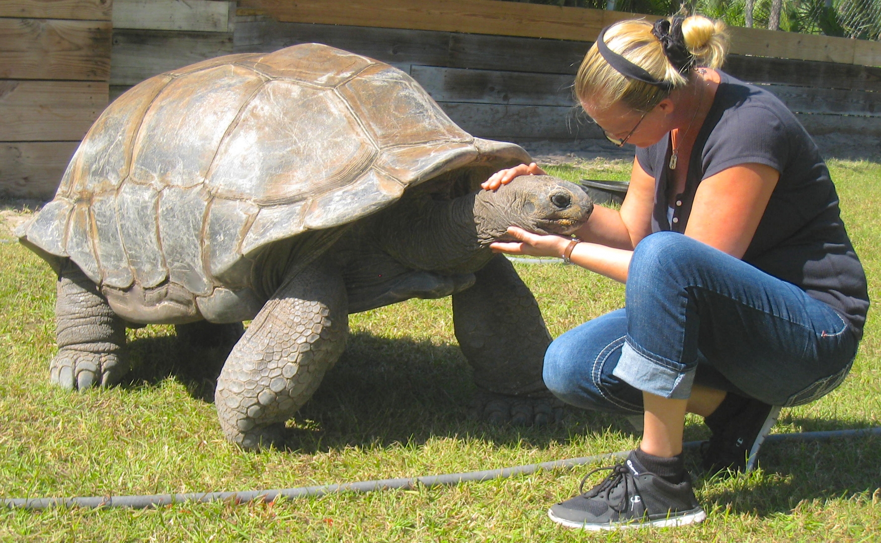 ALDABRA BREEDER
