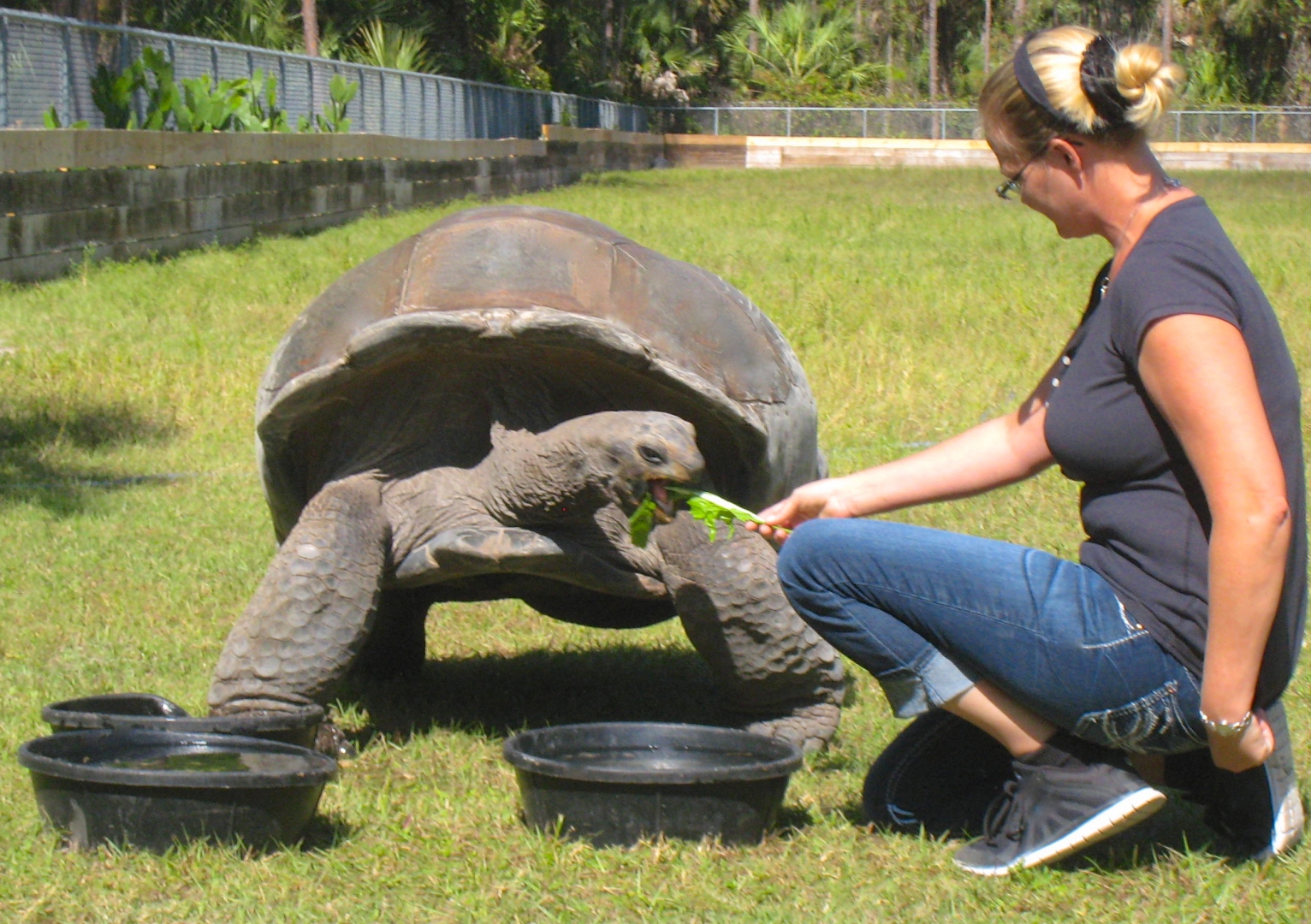 ALDABRA BREEDER