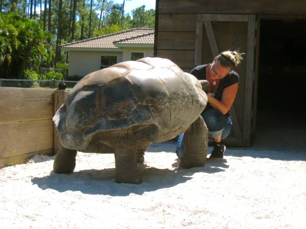 ALDABRA BREEDER