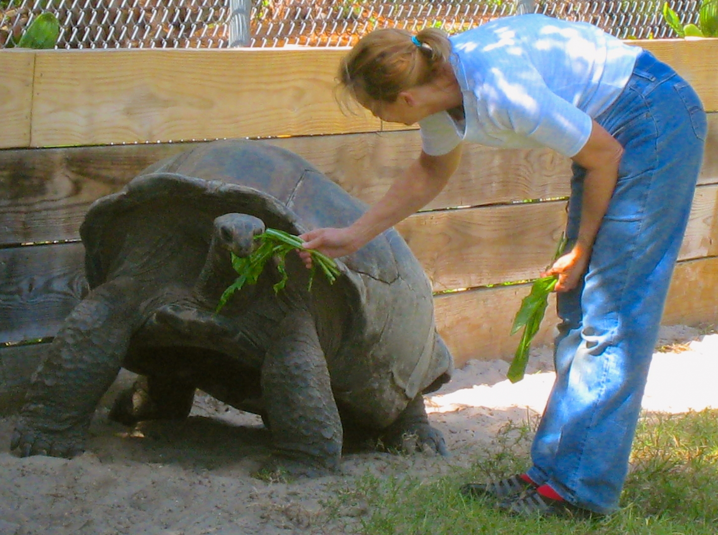 ALDABRA BREEDER