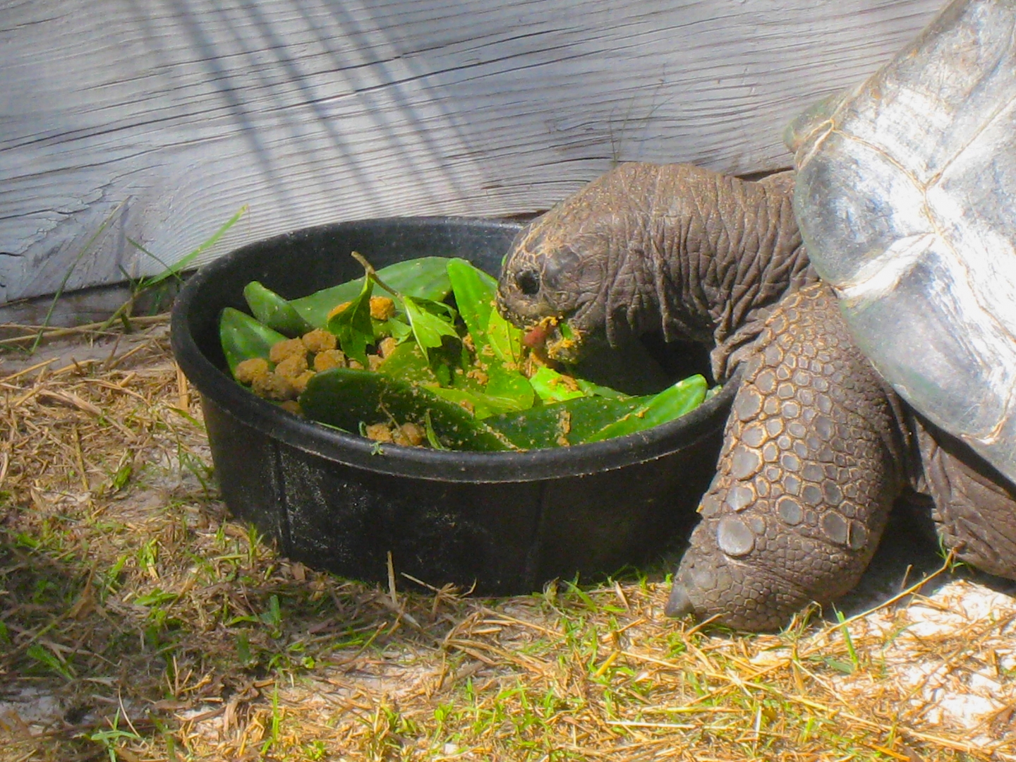 ALDABRA BREEDER