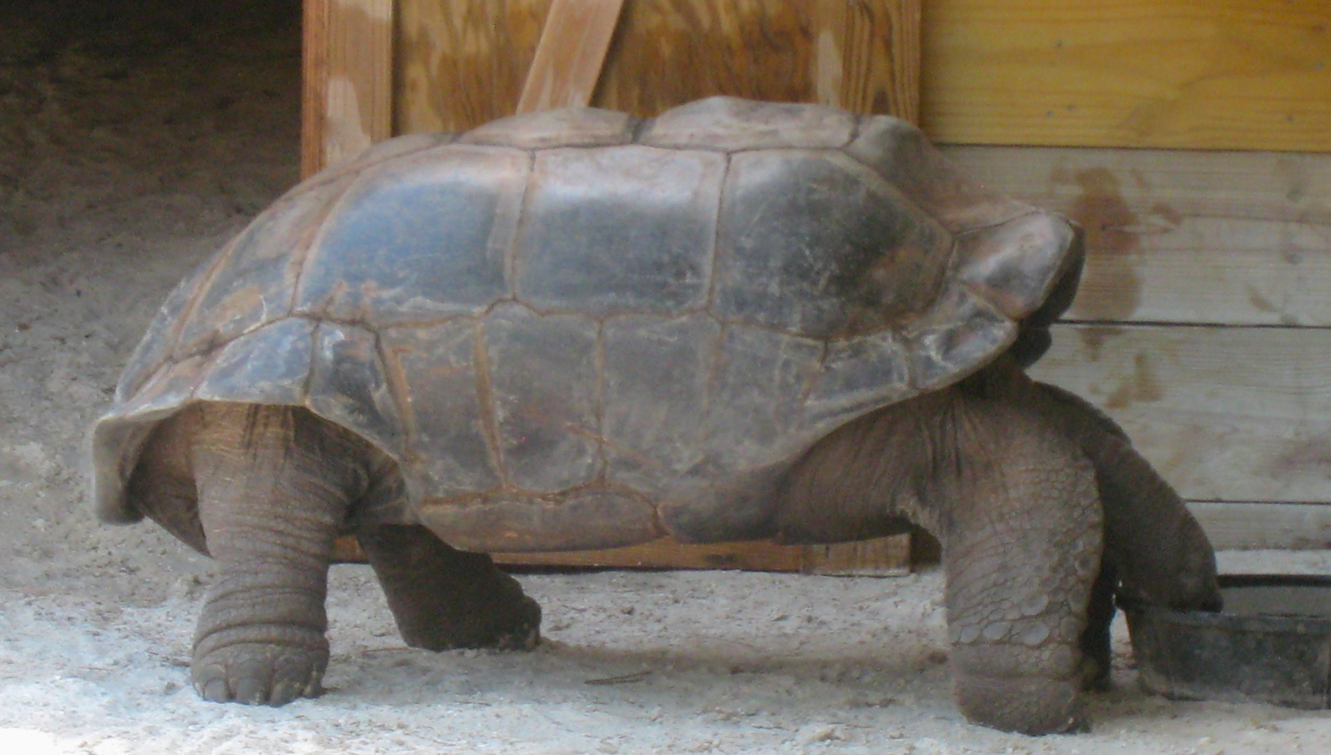 ALDABRA BREEDER